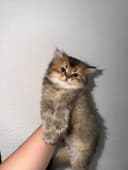 Продается котята шиншиллы