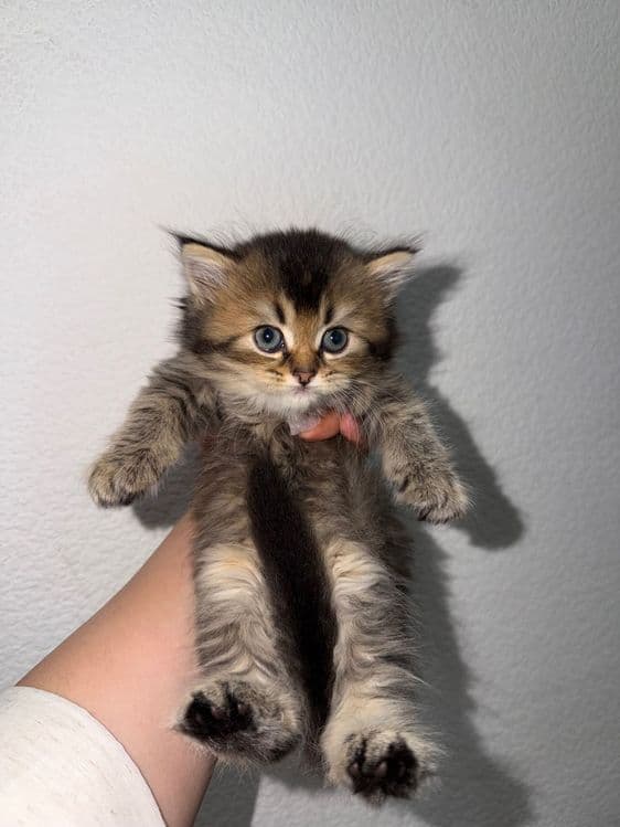 Продается котята шиншиллы — 2