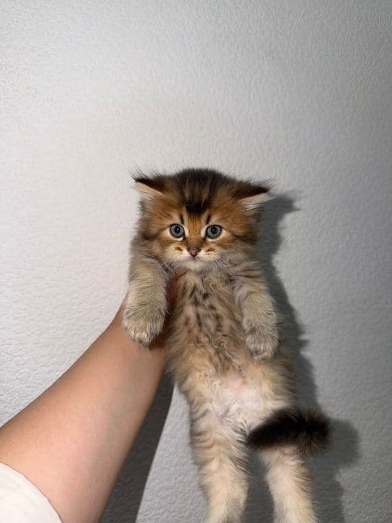 Продается котята шиншиллы — 3