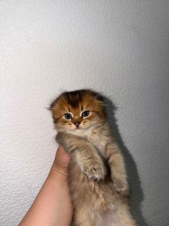 Продается котята шиншиллы — 4