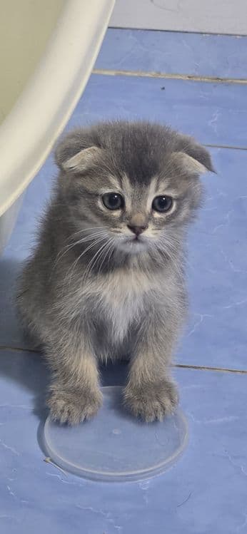 Scottish Fold mushuk — 1