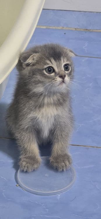 Scottish Fold mushuk — 2