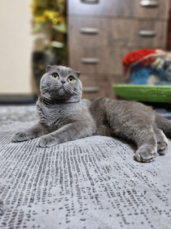 Продается Скоттиш фолд — 2