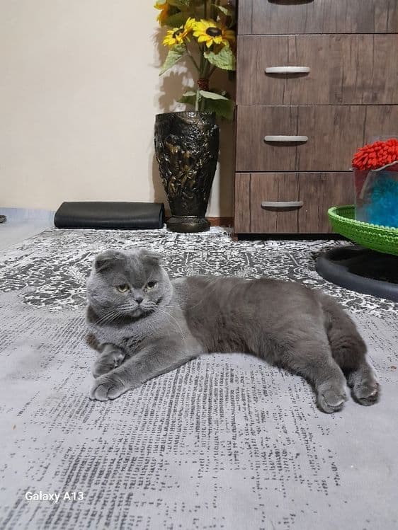 Продается Скоттиш фолд — 3