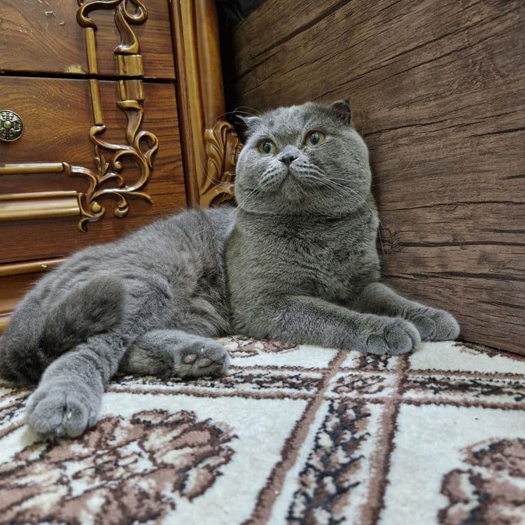 Продается Скоттиш фолд — 4