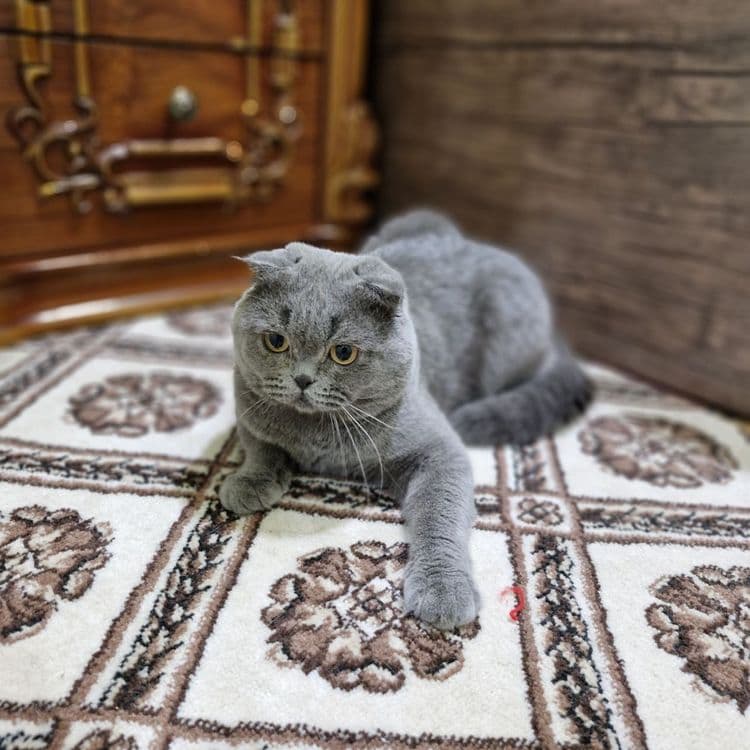 Продается Скоттиш фолд — 5