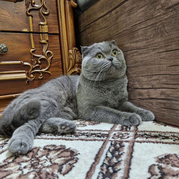Продается Скоттиш фолд — 6