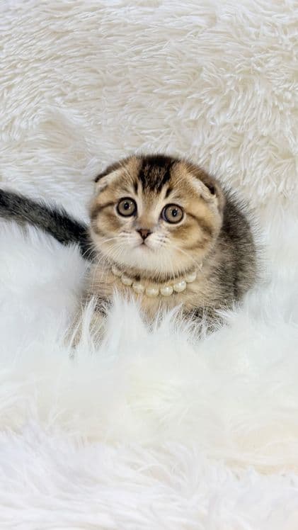 Продам котенка скоттиш-фолд — 2