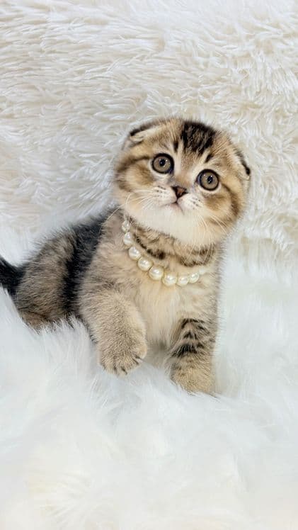 Продам котенка скоттиш-фолд — 3