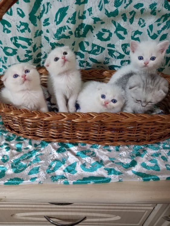 Продаётся котята — 2