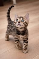 bengal mushuk бенгальский котик