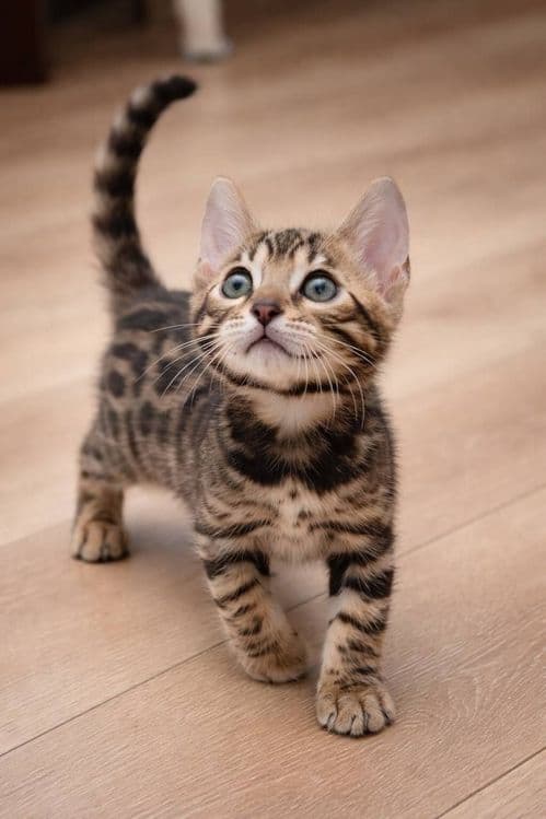 bengal mushuk бенгальский котик — 1