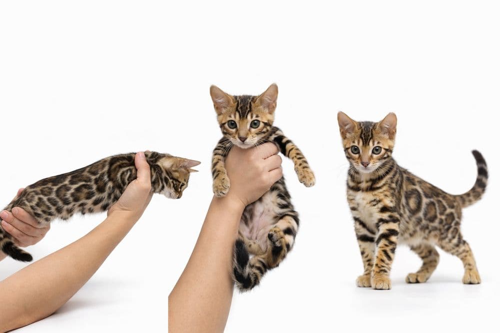 bengal mushuk бенгальский котик — 2