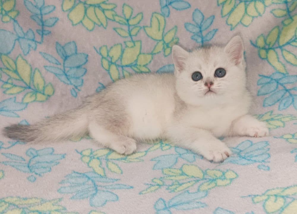 Продаётся девочка серебристые шиншилла скоттиш-страйт британка — 5