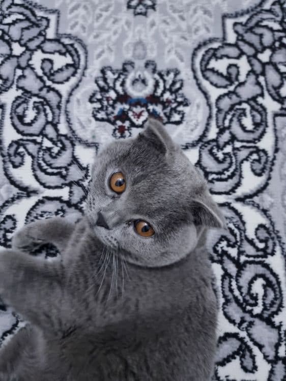 Домашнее кошках продаётся — 1