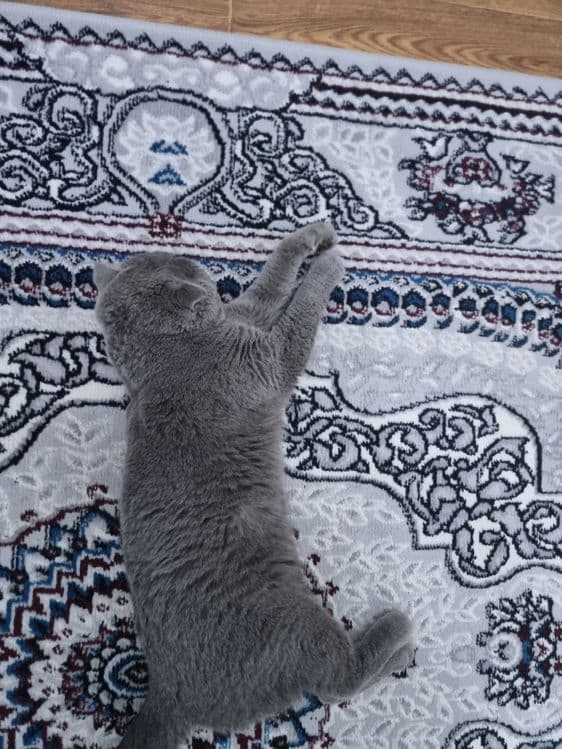 Домашнее кошках продаётся — 2