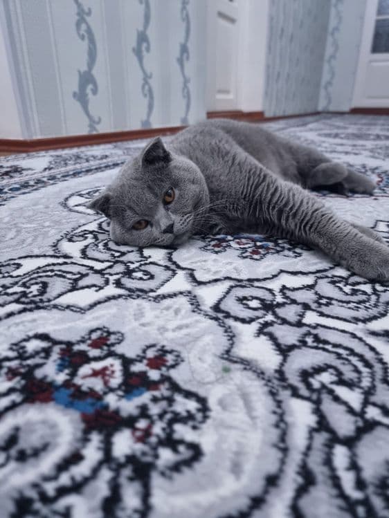 Домашнее кошках продаётся — 3
