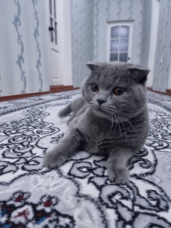Домашнее кошках продаётся — 4