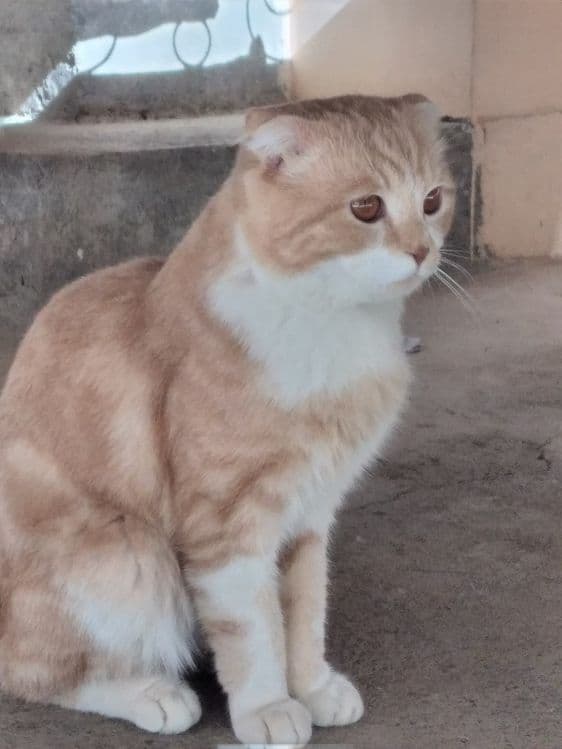 Скоттиш фолд продам — 1