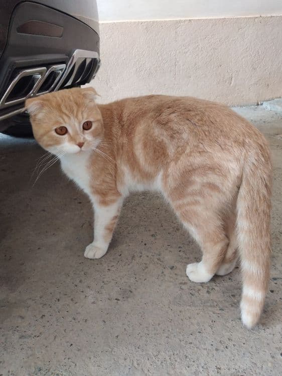 Скоттиш фолд продам — 4