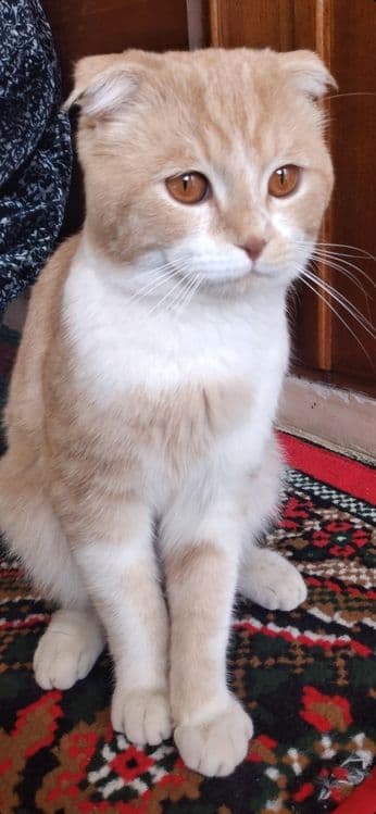 Скоттиш фолд продам — 5