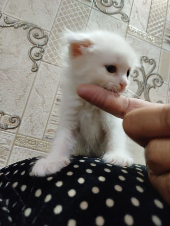 Zotdor mushuk tozza — 2