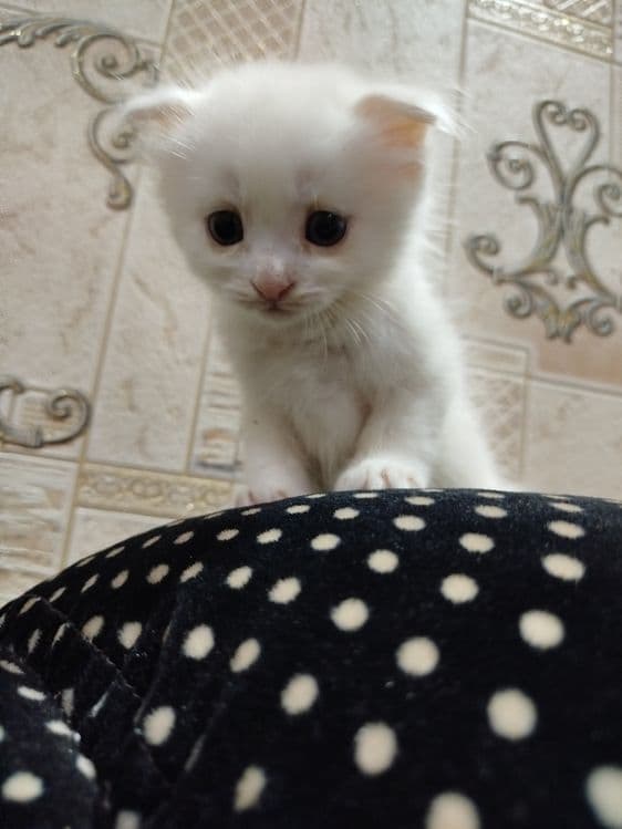 Zotdor mushuk tozza — 3