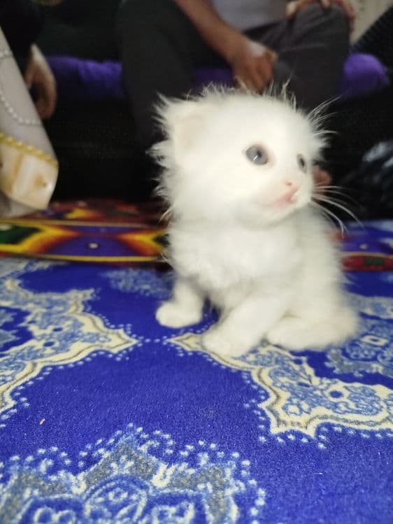 Zotdor mushuk tozza — 5