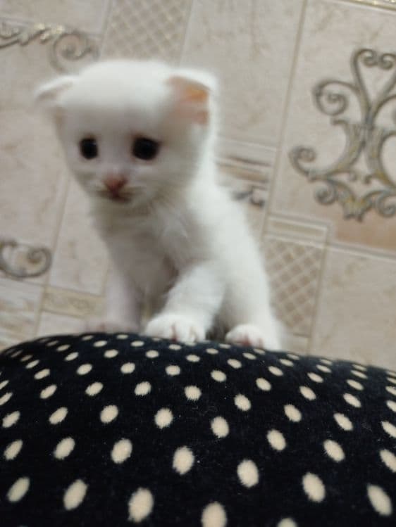 Zotdor mushuk tozza — 7