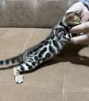 Bengal qoplon mushuk bolasi