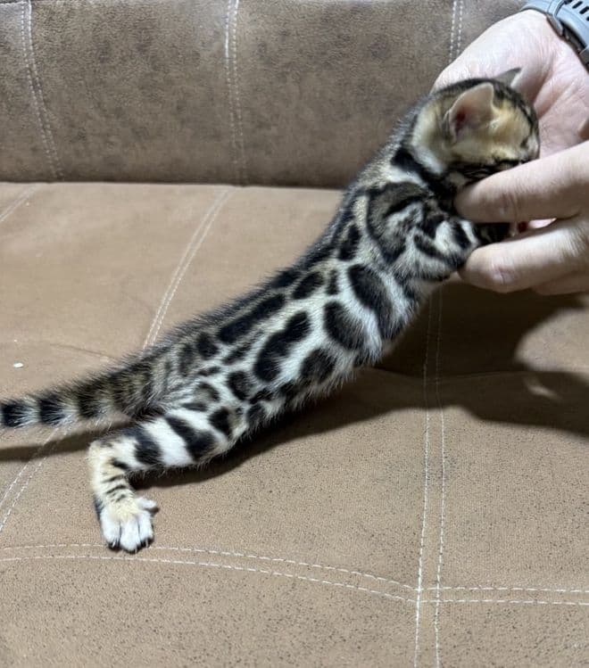 Bengal qoplon mushuk bolasi — 1