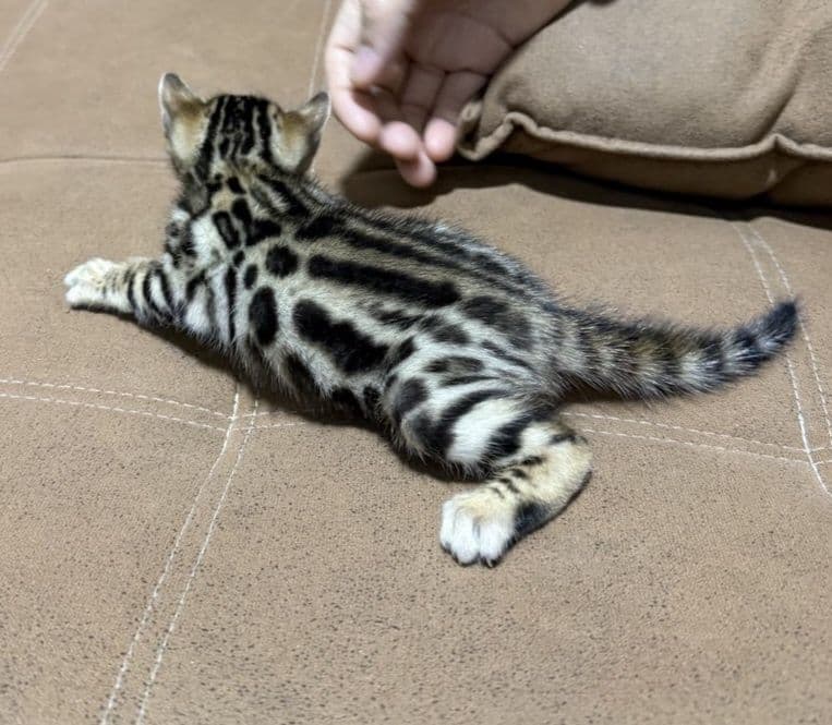 Bengal qoplon mushuk bolasi — 2