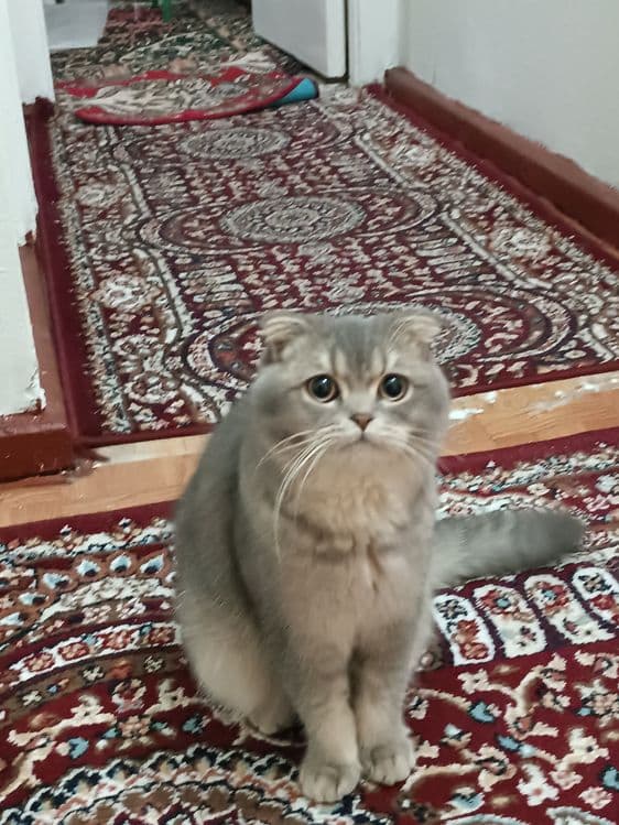 Zotli Mushuk sotiladi — 3