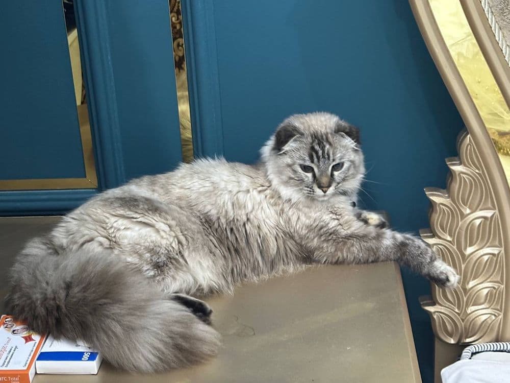 Scottish Fold Highland — 2