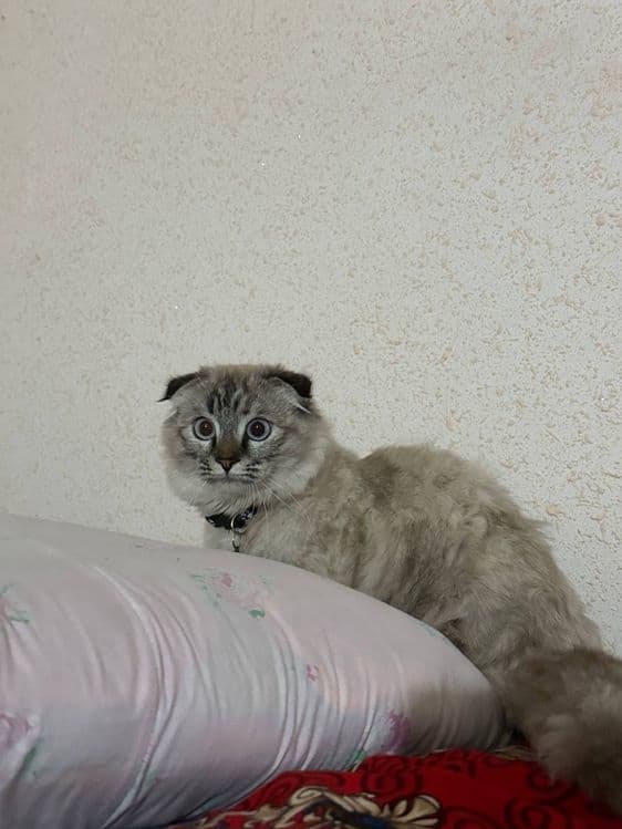 Scottish Fold Highland — 3