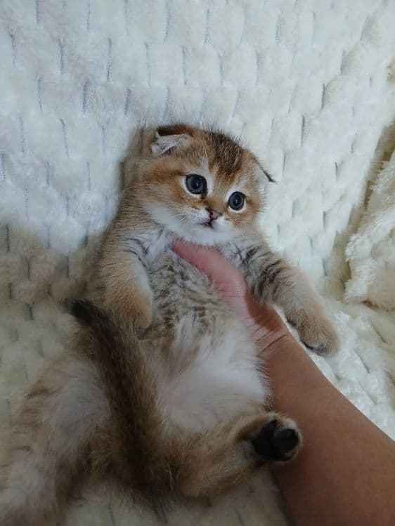 Продаю котят шиншил фолд — 1