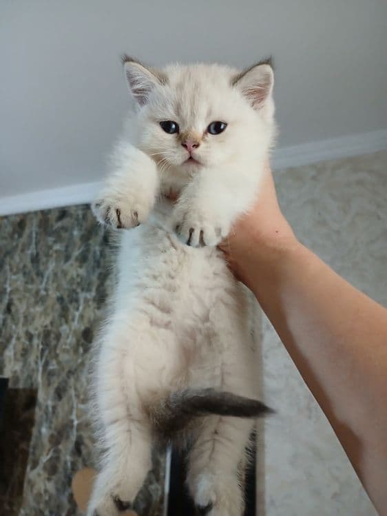 Продаю котят шиншил фолд — 2