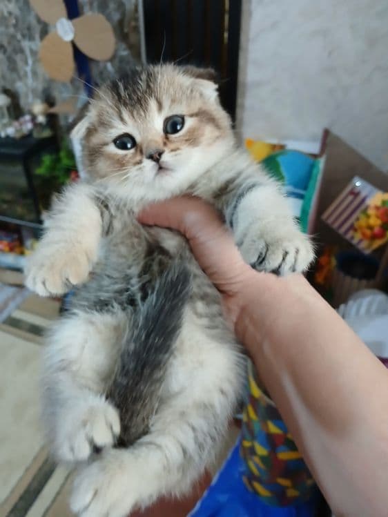 Продаю котят шиншил фолд — 3
