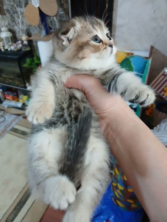 Продаю котят шиншил фолд — 4