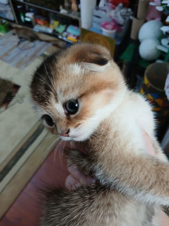 Продаю котят шиншил фолд — 5