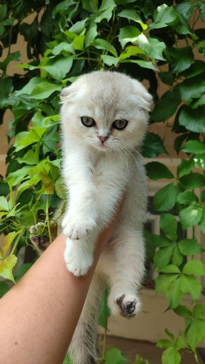 Продаются котята — 2