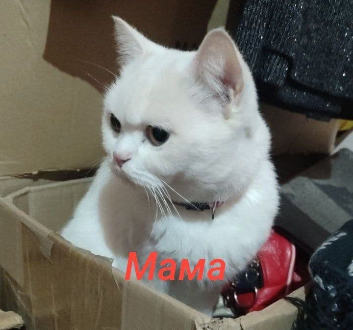 Продаются котята — 3