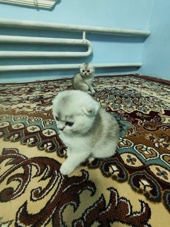 Продаются котята — 2