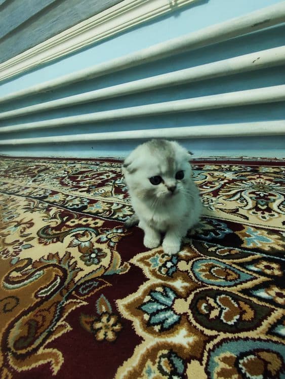 Продаются котята — 3
