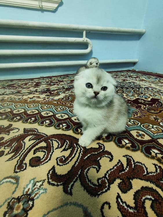 Продаются котята — 4