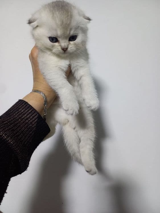 Продаются котята — 5