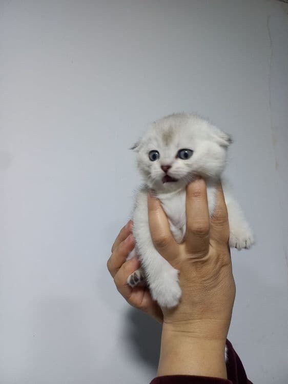 Продаются котята — 6