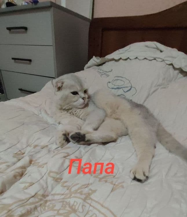 Продаются котята — 7
