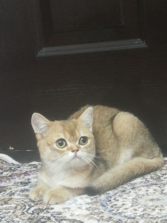 Британская короткошерстная — 3