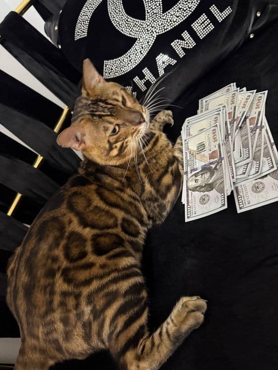 Sotiladi ikkiqat 250$ yana kelishamiz — 2